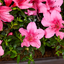 나무마켓 철쭉 특선(5주묶음), 자산홍 H0.4 x W0.4 5주