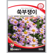 쑥부쟁이 씨앗 500립 꽃씨