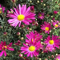 진분홍구절초 노지월동 다년생 (5개) 가을까지 오래피는 꽃 규격10cm포트묘 천지가야생화, 5개