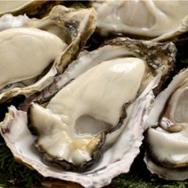 산지직송 통영 생굴 석화 굴 각굴 하프셀 삼배체굴 하프쉘 반각굴 세척 대굴 1kg 3kg 5kg, 5.생굴1kg