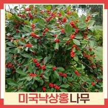 낙상홍나무 묘목 미국낙상홍 키1m 3개