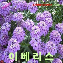 팝플라워 이베리스-움베라타 핑크 씨앗 10립