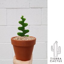 *티에라선인장* 작고 소중한 피쉬본 생선뼈 선인장 - 토분 2 type, 레드브라운(받침불포함)