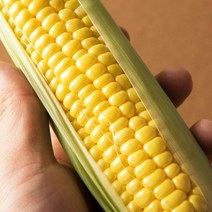 (산지직송) 생으로 먹는 초당옥수수 마약옥수수, 특상품 초당옥수수(밀양/해남/제주), 5개, 5개