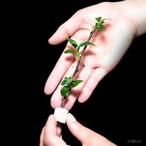 헬로아쿠아 모음)심쿵 수초아이템 160종 쉬운수초 어항장식 열대어 어항꾸미기 수족관꾸미기, 51번) 브런치 미니나나 꼿이용