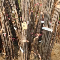체리 레기나 묘목 1주