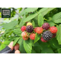 힘이불끈 무농약복분자5kg 친환경 하우스재배로 미세먼지 황사제로 탄소순환농법, 1개