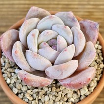 [오렌지먼로+분포함 ] 306 랜덤 에이플랜트 오묘한식물 아프리카식물 식물인테리어 다육이 토분 홈가드닝 구근식물 희귀식물 선인장 소형식물 키우기쉬운식물