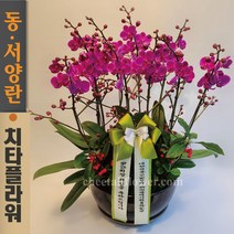 치타플라워 서양난 만천홍 미니 호접 난 승진 축하 이사 개업 화분 [CT08sn-03] 서양란 전국 당일 배송