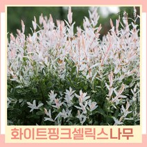 버드나무 묘목 오색버들 화이트핑크셀릭스 조형 R4cm(분) 1개