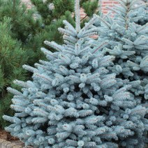 리서스원예 은청가문비 마제스틱블루 크리스마스트리 나무 묘목 4치 포트묘, 은청가문비 마제스틱 블루