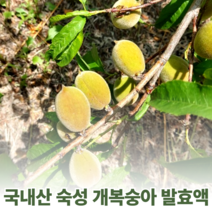 국산 강원도 토종 개복숭아 액기스 엑기스 돌복숭아 진액 발효액 숙성액 원액 절임 효소 즙 복숭아청 750ml