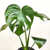 매력찢잎 몬스테라 델리시오사 중소형 20~40cm 49