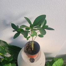 무배특가 대형레몬이열리는 레몬나무 중소품.30~50cm 79