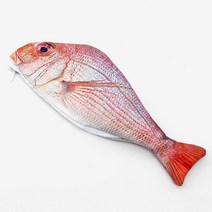 재밌는 모양 필통 펜슬케이스 참돔생선 고등학생필통