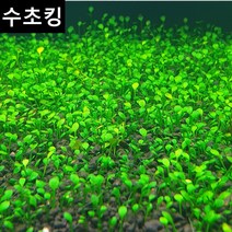 수초킹 초보수초 유로피안 크로버 (전경수초), 40뿌리