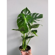 촉수여러 몬스테라델리시오사 중품 40~60cm 99