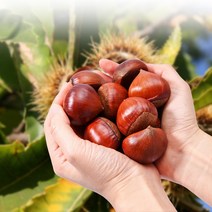 2023년 국산 약단밤 공주 정안 밤 알밤 약밤 햇밤 1kg 2kg 4kg, 2.대 사이즈 2kg