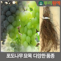 샤인머스켓묘목 4그루