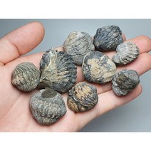 방어자세 아우스테롭스 (파콥스) 삼엽충 화석 / 고생대 화석 고생물 관찰표본 Trilobite fossil 이색수집품