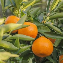 영화청과 특급 국내산 한라봉 3kg 못난이 제주도, 상세페이지 참조, 상세페이지 참조, 상세페이지 참조