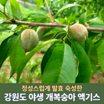 국산 토종 개복숭아 액기스 100% 원액 즙 엑기스 돌복숭아 원액 농축액 워터 효소 쥬스 강원도 건강즙 750ml, 1개