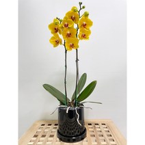 퀵 배송 농장직영배송 서울 경기 잠실개업화분 인사이동문구 교대승진축하난 문정축하화분 수서개업화분 서초승진축하난 장지승진난 서초승진난 잠실축하화분 문정축하화분 문정축하화분 퀵배송, 4.그린