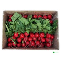래디쉬 래디시 박스판매 1.8kg~2kg 적환 크기작음 이파리적음, 1박스