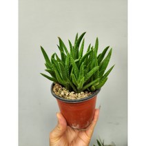 다육식물 알로에 25, 1개