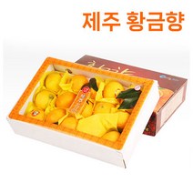 참좋은 제주 황금향 산지직송, 제주 황금향 선물용  3kg 대과 (6~10과 내외)