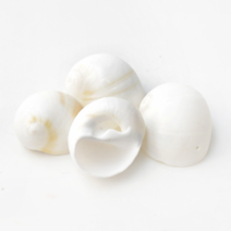 오꿈 조개껍질 조개껍데기 소라껍데기 소라껍질, C10 타공조개껍질 흰색고둥, 봉