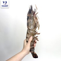 욜로켓 킹 블랙타이거 왕새우 1마리 골라담기, [Y31] 킹타이거180-229g 1마리