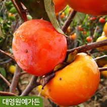 뿌리묘) 감나무 4종 접목1년, 02. 차량단감-접목1년특묘