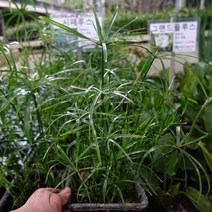 수질정화 수생식물 (시페루스 )사각화분 R0923, 1개