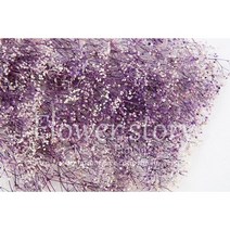 프리저브드 미니안개 투톤보라