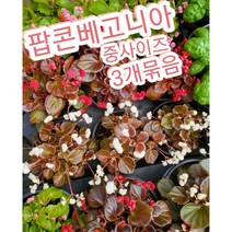 팝콘베고니아-중-3개묶음/꽃색이 달달하고 여리여리한 베고니아