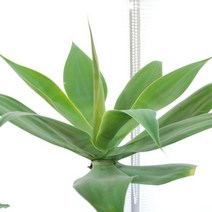 [천삼백케이] [블레싱플라워] 용설란 아테누아타, 단품