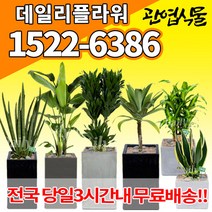 개업축하화분배달 개업식 인테리어식물 집들이 선물 금전수 스투키 산세베리아 만냥금 뱅갈고무나무 떡갈나무 알로카시아 소철 극락조 파키라 거실화분 실내화초, (선택47)산세베리아