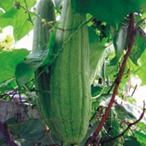 천연 박과 천연 수세미 씨 종자 식물 씨앗 품종 20립_2487EA, 본상품선택