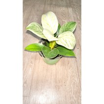 [골든플랜트] 화이트무늬화이트 버킨콩고 콩고키우기 필로덴드론 실내공기정화식물 플랜테리어 키우기쉬운식물 식물키우기 수입식물