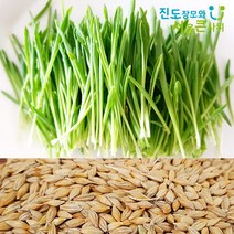 국내산 새싹보리씨앗 가정용 키우기 종자 겉보리 [21년 갓수확한 고흥산] 진도장모와 서울큰사위, 1개, 1kg