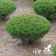 [나무인] 옥향 둥근향 지름30cm