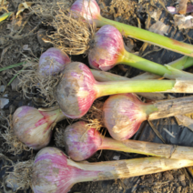 23년 햇마늘 주대마늘 통마늘 반접, 특대, 1개