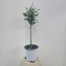 토피어리 미남형 올리브나무 중품 40-60cm 105, 1개