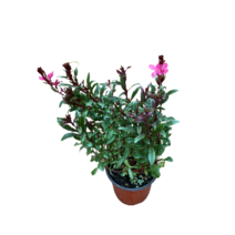 그린플랜트 공기정화식물 바늘꽃(색상랜덤) 1+1