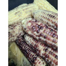 강원도 홍천 미백 흑 찰옥수수 [발송중], 흑찰옥수수, 5개