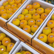 남도5일장 제주 고당도 하우스 감귤 3kg 1박스