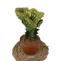 온정농원 희귀식물 춘봉철화 선인장 23cm, 1개