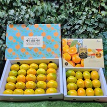 제주 고당도 하우스 감귤, 3kg 선물용, 1개
