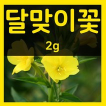 달맞이꽃씨 2g 달맞이 꽃 씨앗 종자 파종 식물 키우기
